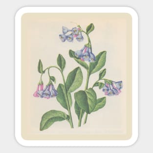 bluebell Sticker